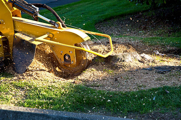 Best Emergency Tree Removal  in Rowland Heights, CA