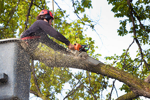 Rowland Heights, CA Tree Services Company