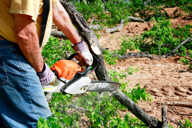Best Tree Trimming and Pruning  in Rowland Heights, CA